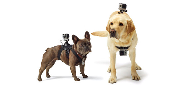愛犬の視点で動画が撮れるGoProの犬用マウント「Fetch」が発売！最大2台のカメラをマウント可能で丸洗いもOK