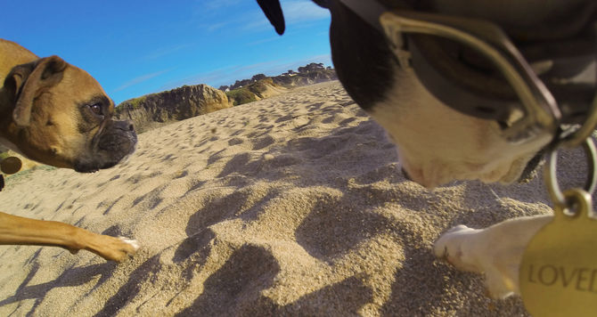 愛犬の視点で動画が撮れるgoproの犬用マウント Fetch が発売 最大2台のカメラをマウント可能で丸洗いもok 面白いアプリ Iphone最新情報ならmeeti ミートアイ