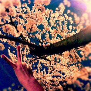 sakura_stkjmrmr_compressed