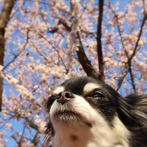 sakura_sunagimo2_compressed