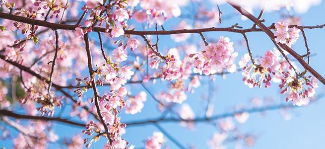 【募集】あなたのiPhoneで撮った桜の写真見せてください！「さくらフォトコンテスト2014」開催！