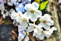 今一度お花見気分を満喫♪「桜フォトコレクション 2013」投稿作品をご紹介！
