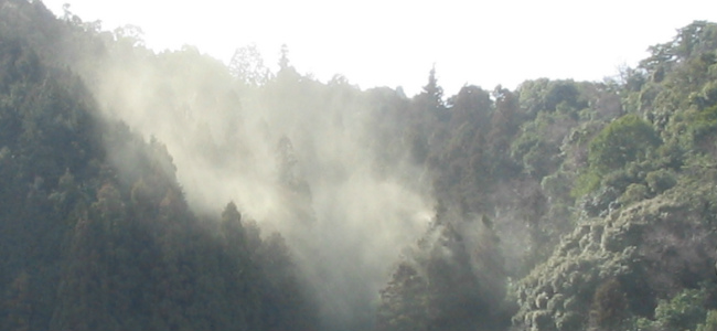 飛散のピークをPUSH通知でお知らせ！天気アプリ「ウェザーニュースタッチ」、2014年の花粉情報を配信開始！