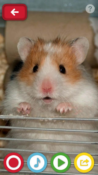 おしゃべりペット